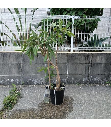 Amazon | レイシ・ライチ苗 フォンフェイ種 取木苗 | 果物